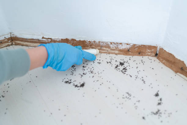 Best Pest Control Near Me  in Evanston, IL